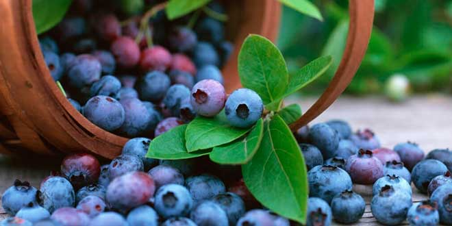 10 propiedades del acai berry un fruto rico en