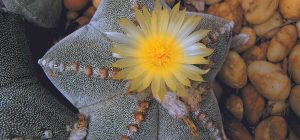 cactus estrella te decimos que cuidados necesita para que florezca y tenerlo en tu hogar