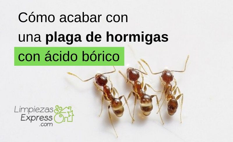 Cómo hacer veneno en polvo para hormigas con ácido bórico - 2025