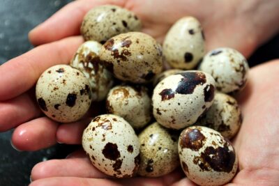 cuales son los beneficios de los huevos de codorniz y sus ventajas sobre los huevos de gallina