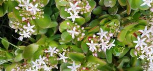 haz florecer tu planta de jade para atraer belleza y tranquilidad a tu hogar