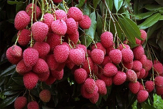 lichis descubre todos los beneficios de esta fruta tropical