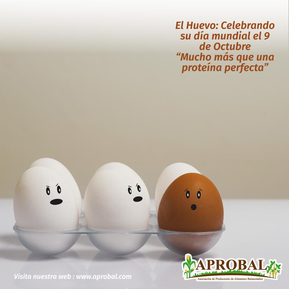 ovos celebrando el dia mundial del huevo