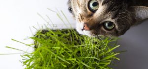 te decimos cuales son los tipos de hierba para gatos y como cultivarla